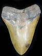 Nicely Serrated Megalodon Tooth - North Carolina #21944-1